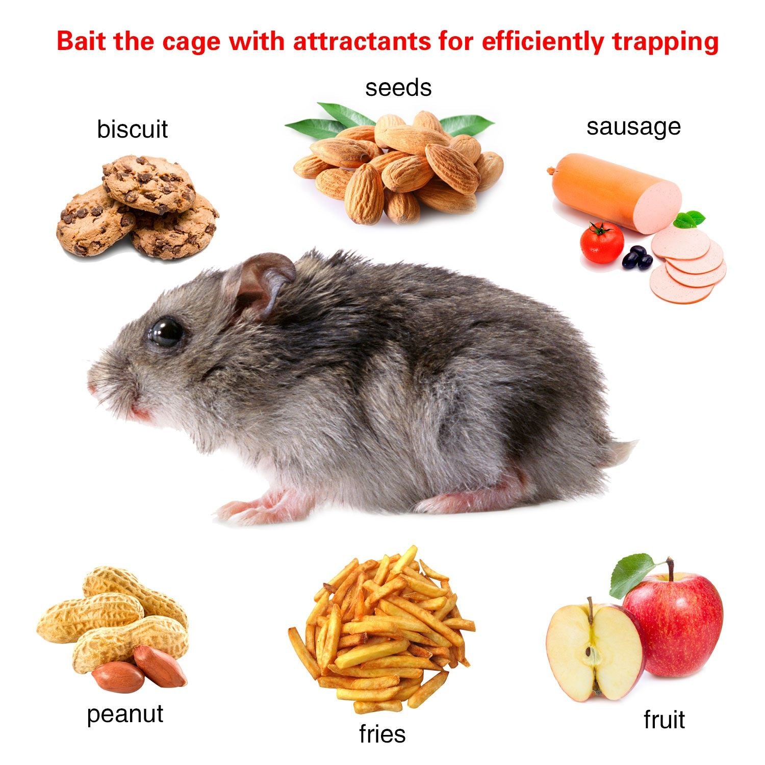 2-Pack Humane Live Rodent Trap Cage with Auto-Lock Door and Quick Setup