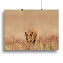 Fox On The Hunt Canvas Print – Modern Wall Art for Any Space