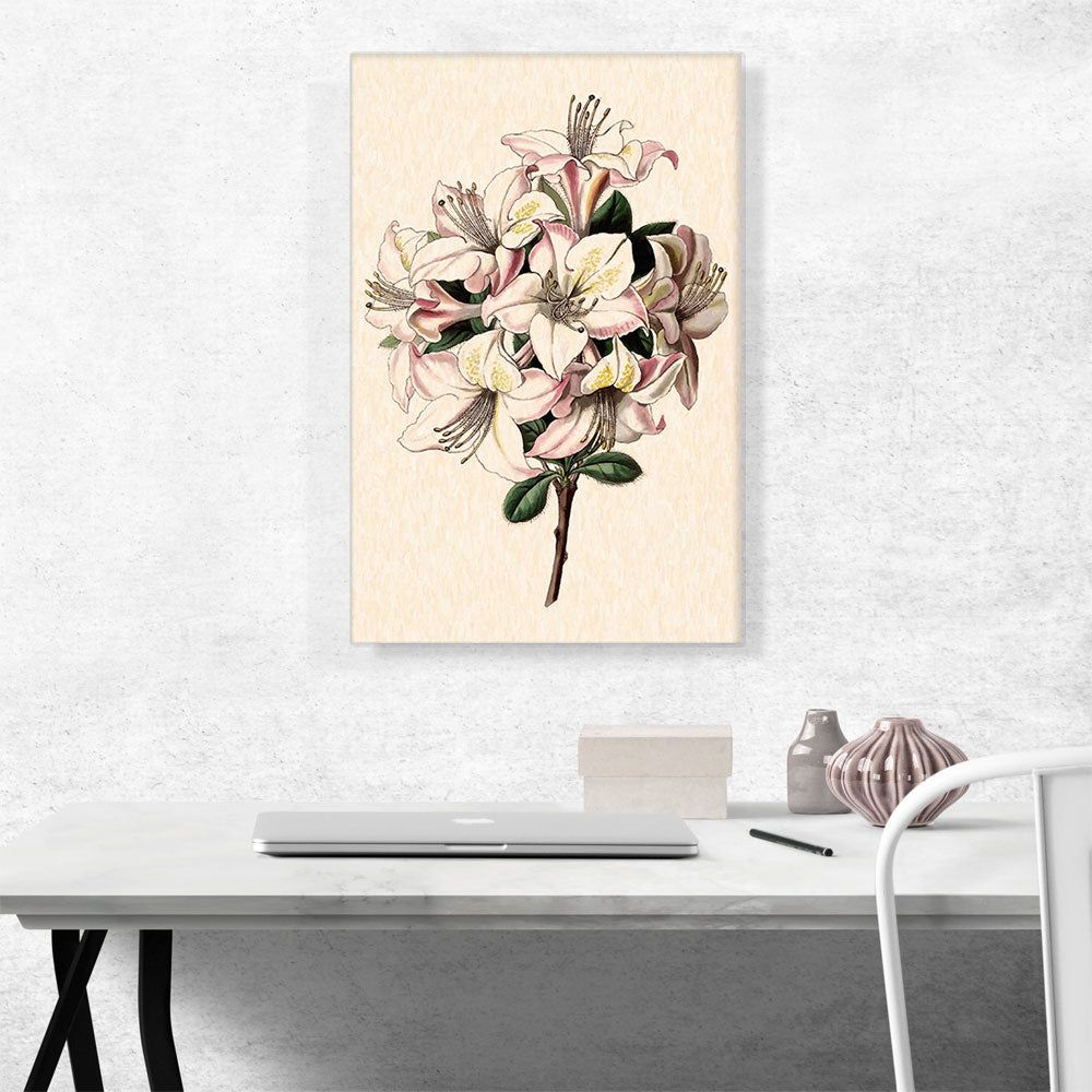 Alstroemeria Peruvian Lily 1843