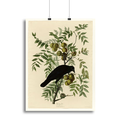 American Crow by Audubon Premium Canvas Print – Vibrant Wall Art for Home or Office