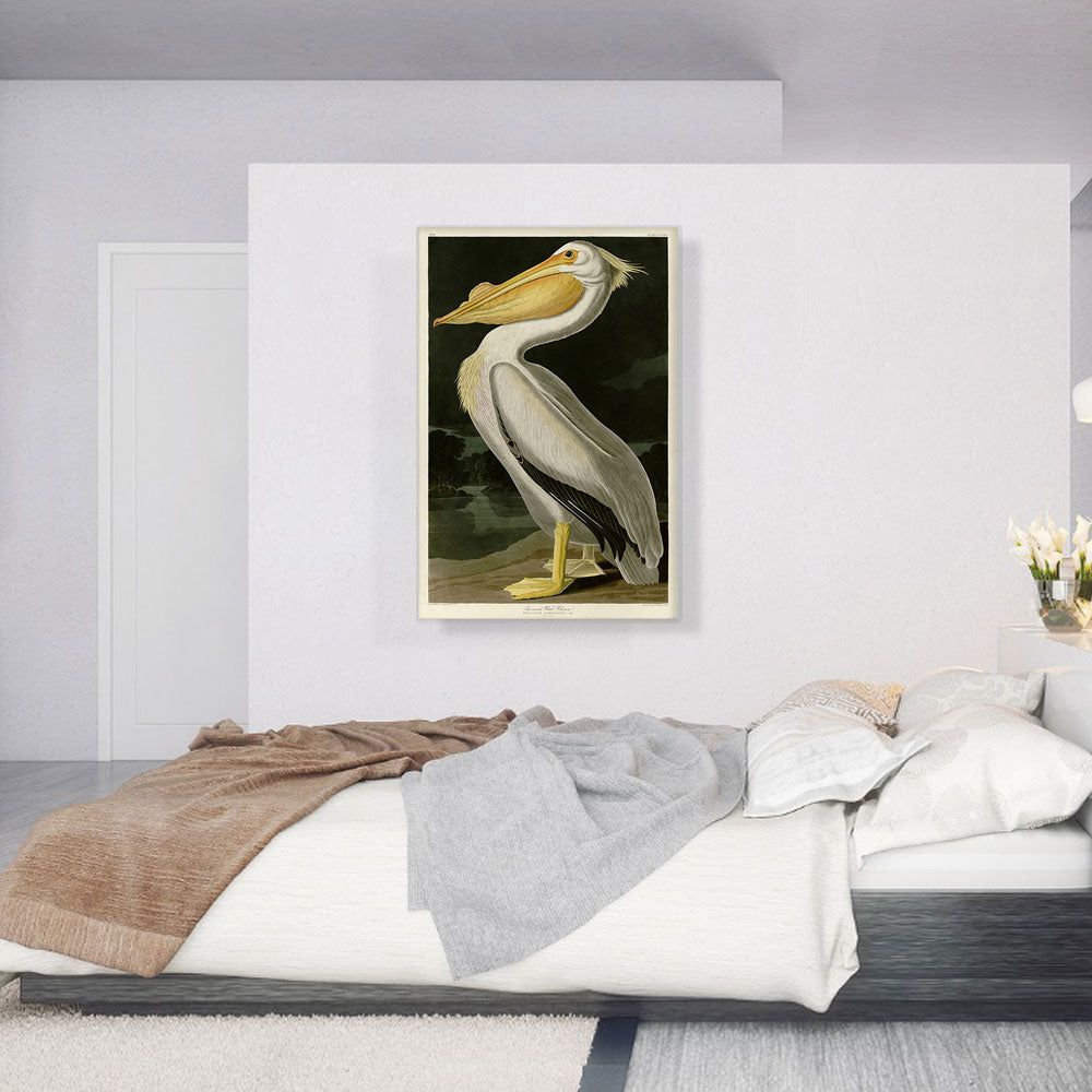 American White Pelican Canvas Wall Art