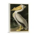 American White Pelican Canvas Wall Art
