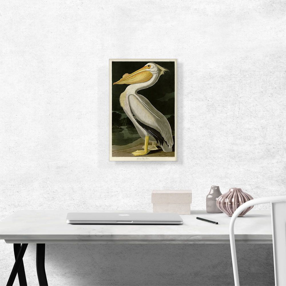 American White Pelican Canvas Wall Art
