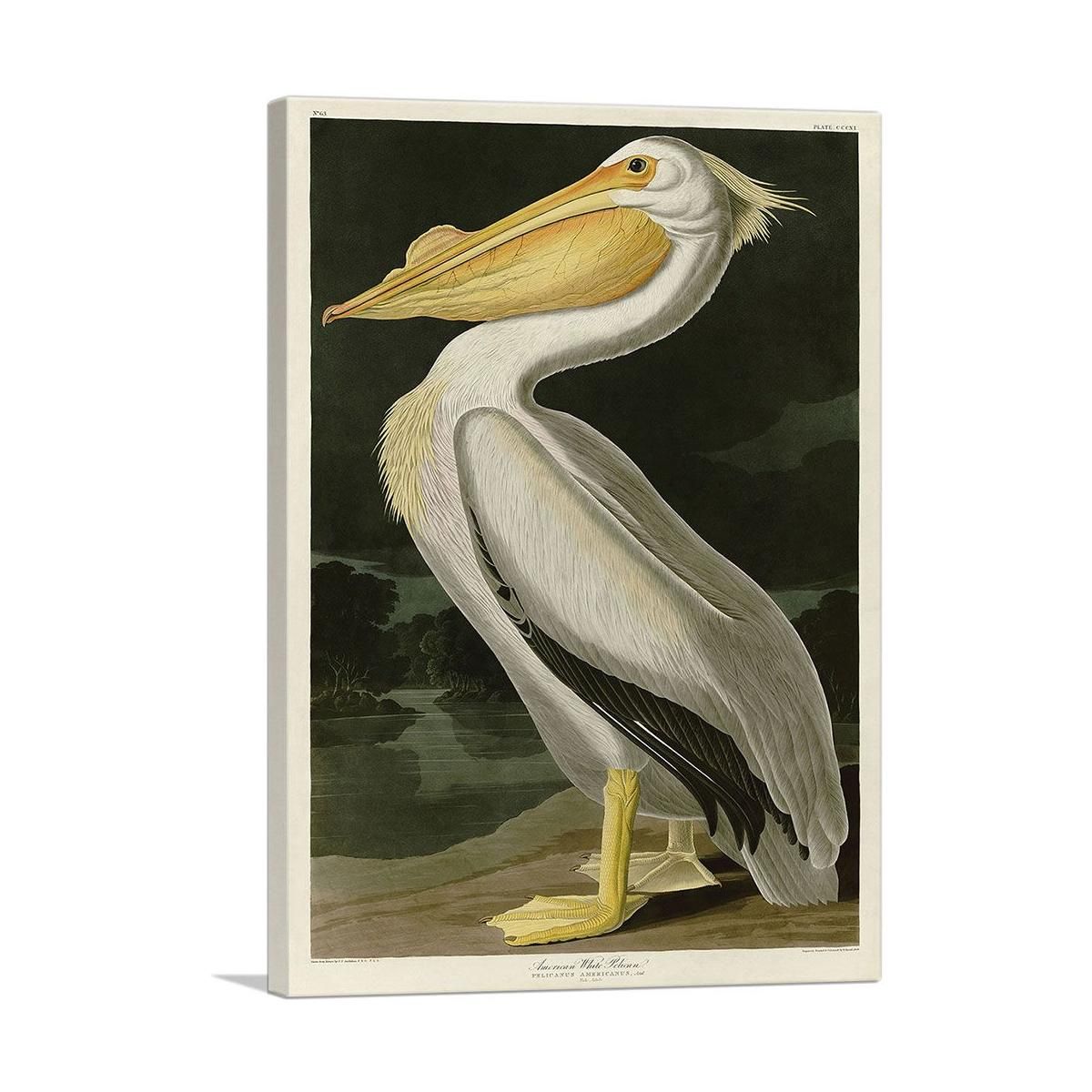 American White Pelican Canvas Wall Art