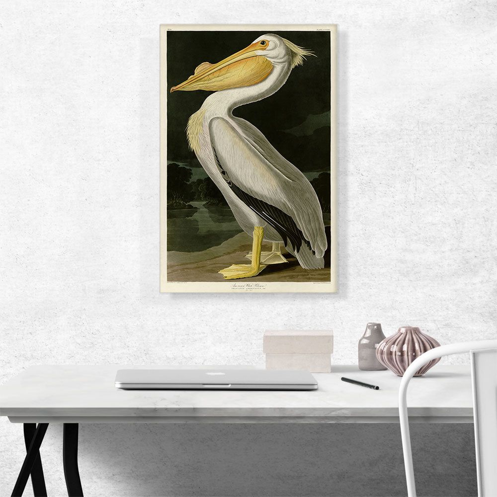 American White Pelican Canvas Wall Art