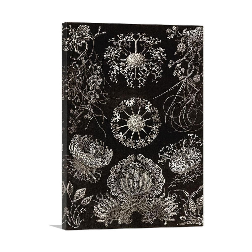 Ascomycetes Intricate Canvas Wall Art