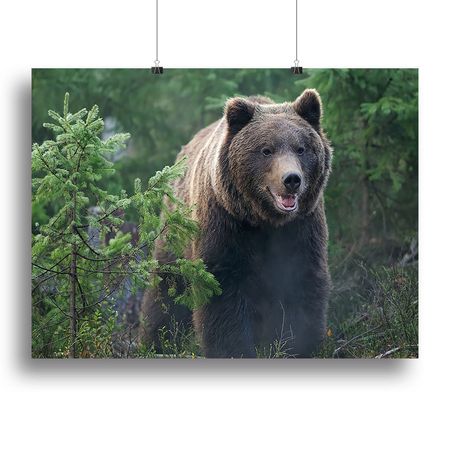 Bear in Forest Canvas Print or Poster