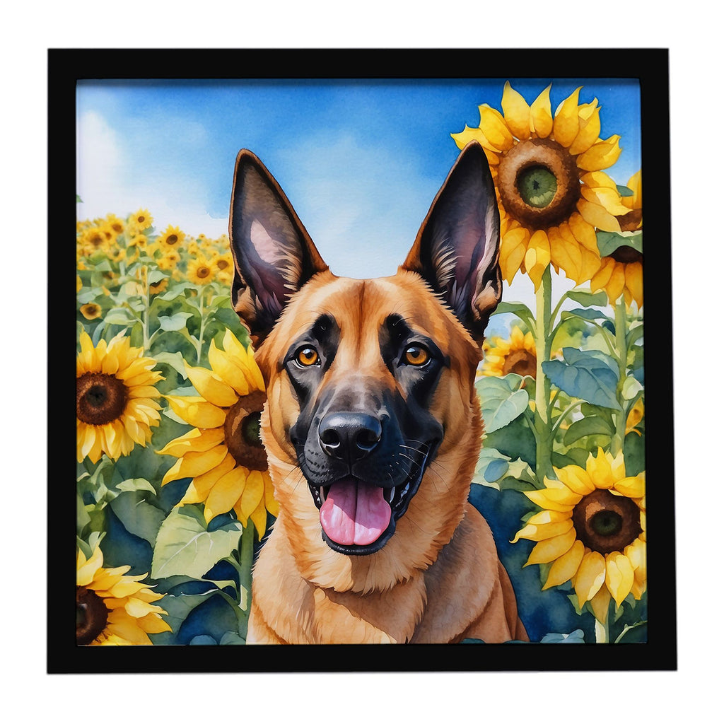 Belgian Malinois in Sunflowers Framed Wall Art