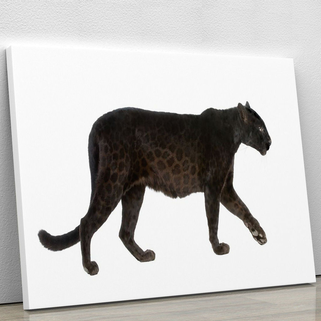 Black Leopard Wildlife Wall Art