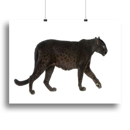Black Leopard Wildlife Wall Art