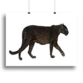 Black Leopard Wildlife Wall Art