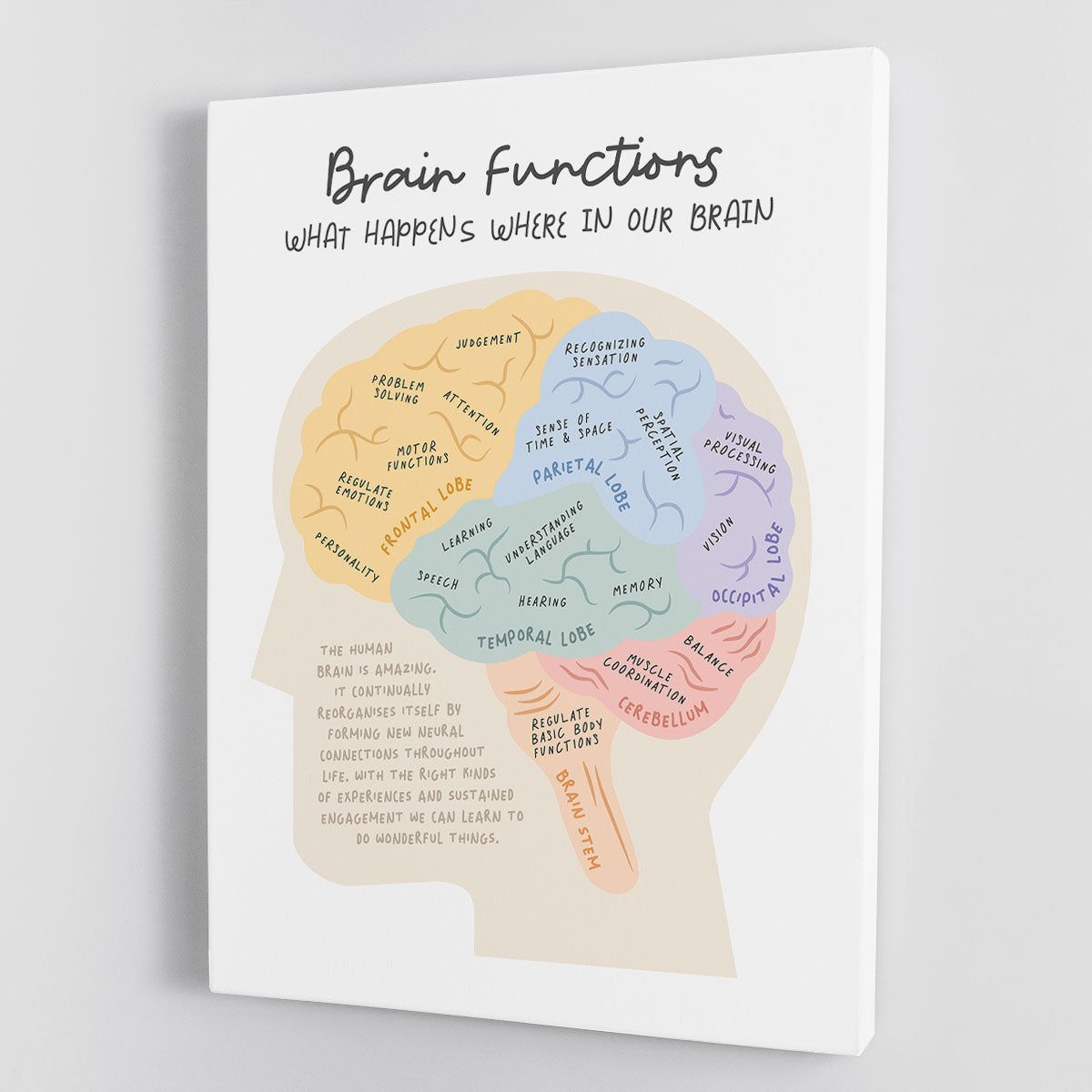 Brain Functions Canvas Print or Poster