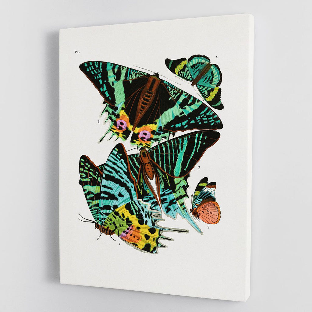 Butterflies Part 7 Canvas Print or Poster