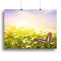 Butterfly Over a Daisy Field Wall Art