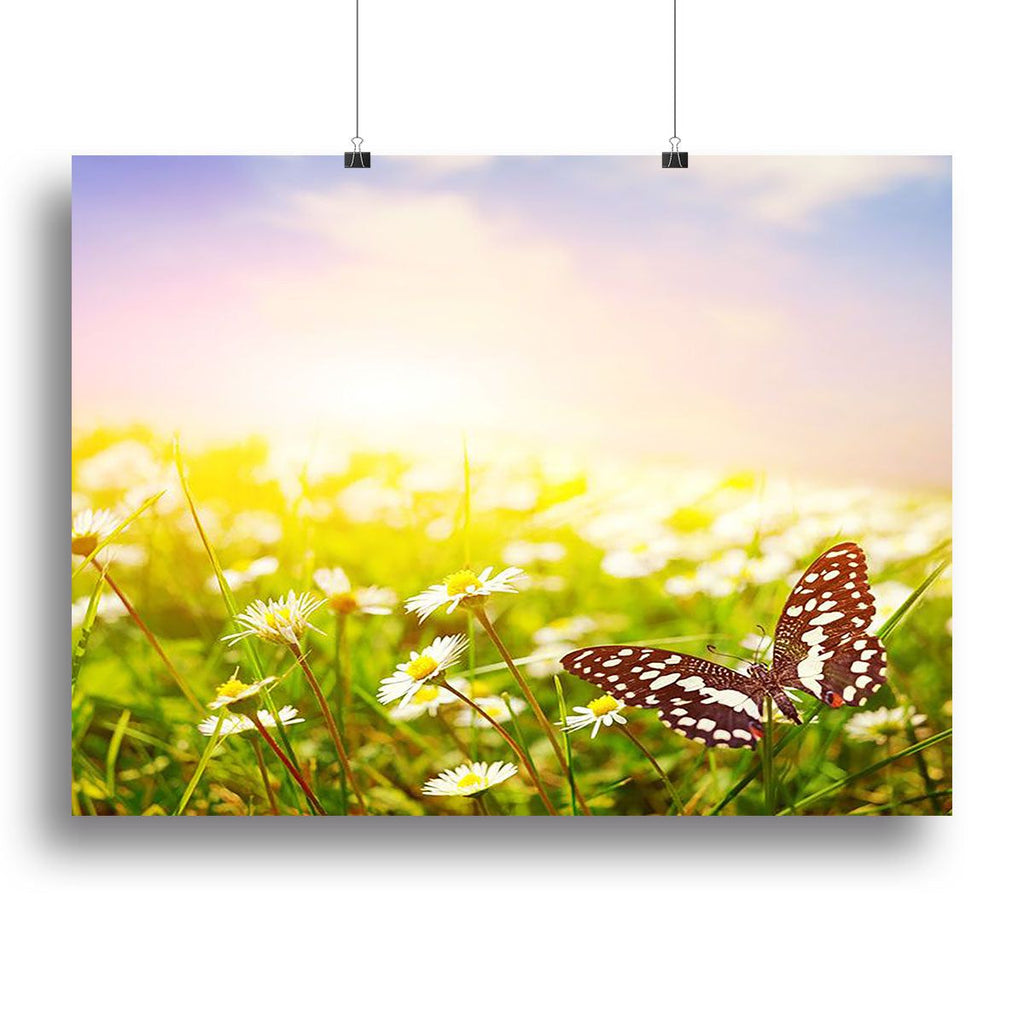 Butterfly Over a Daisy Field Wall Art