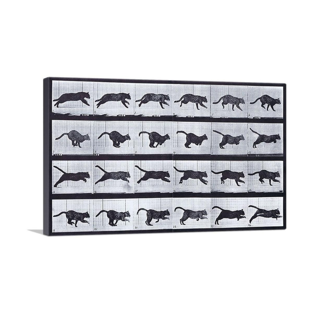 Cat Running Canvas Art for Home or Office