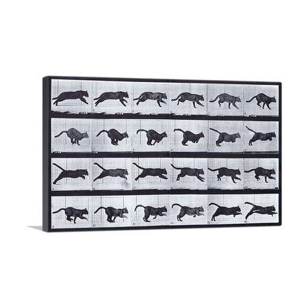 Cat Running Canvas Art for Home or Office