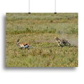 Cheetah Hunting Wildlife Wall Art