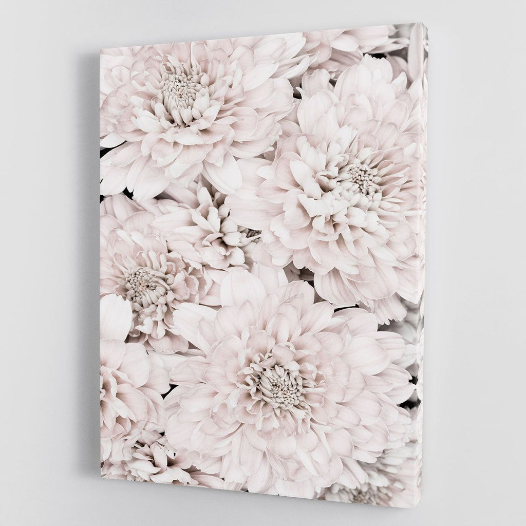 Chrysanthemum No 07 Canvas Print or Poster