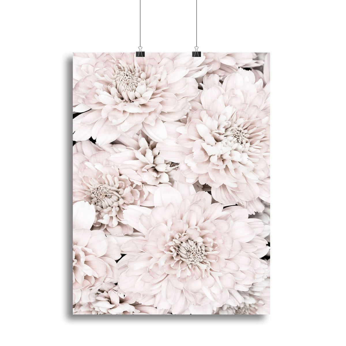Chrysanthemum No 07 Canvas Print or Poster
