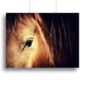 Arabian Bay Horse Eye Wall Art