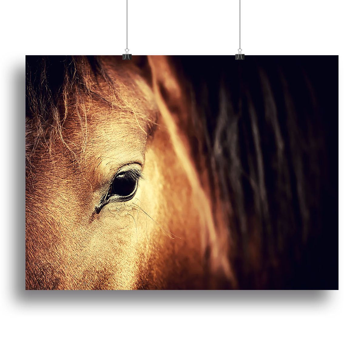 Arabian Bay Horse Eye Wall Art