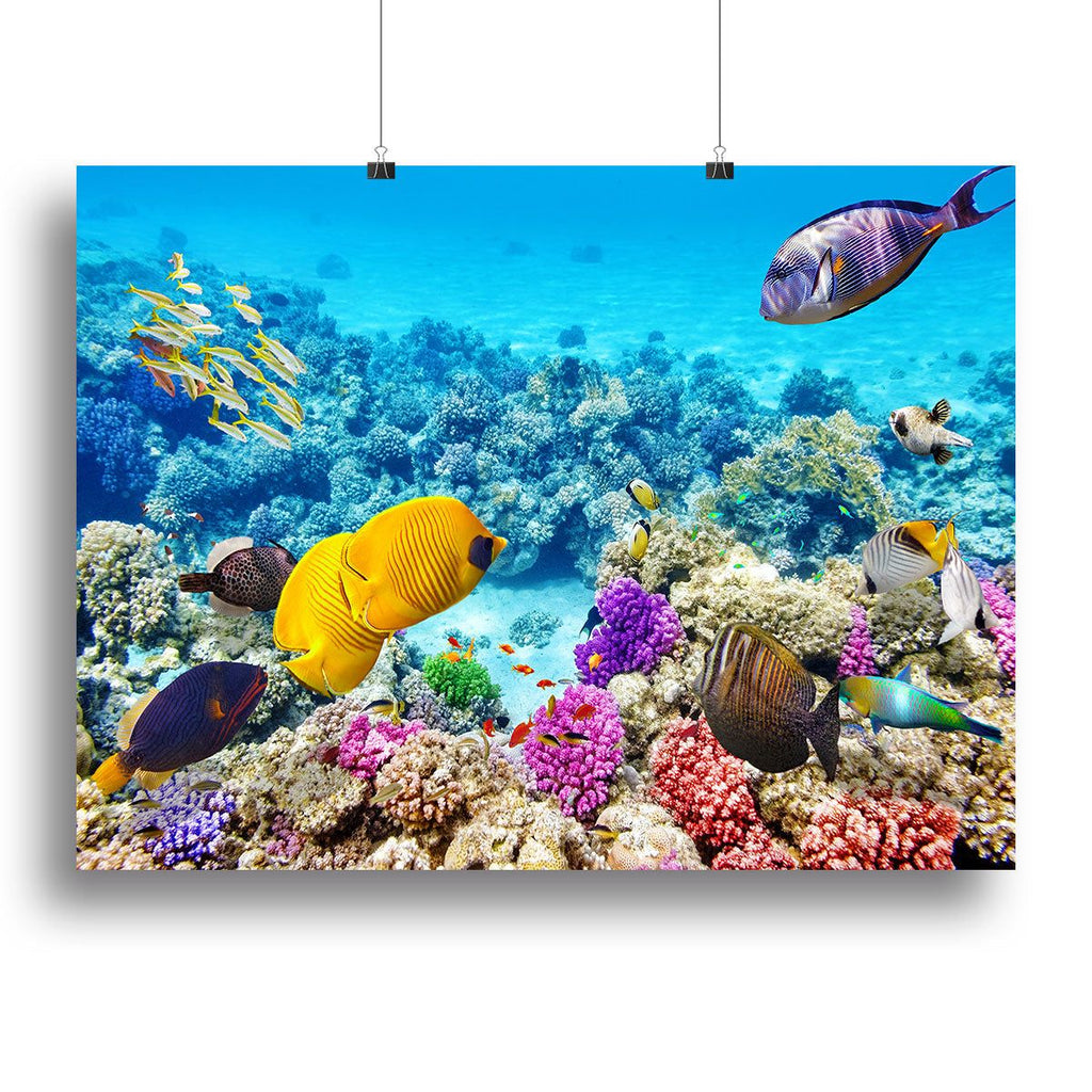 Corals and Tropical Fish Wall Art