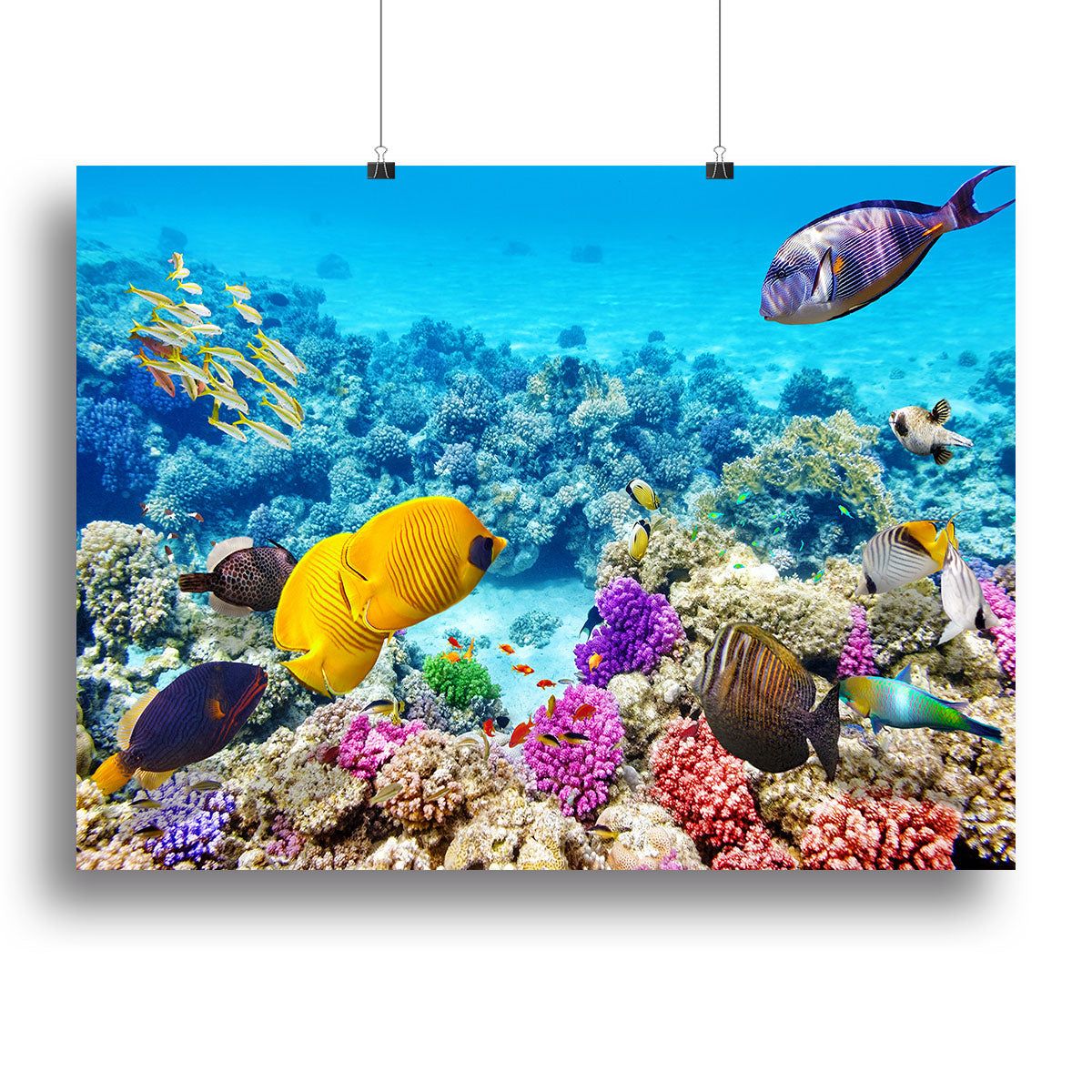Corals and Tropical Fish Wall Art