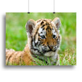Cute Siberian Tiger Cub Wall Art