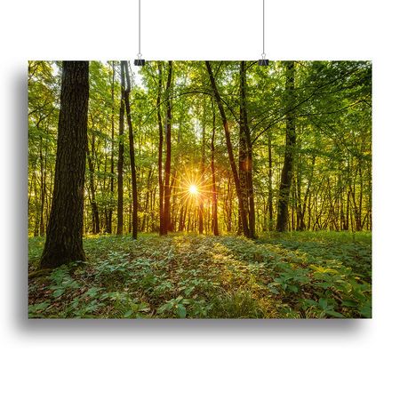 Dawn in the Forest of Bavaria Wall Art