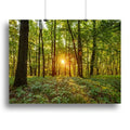 Dawn in the Forest of Bavaria Wall Art