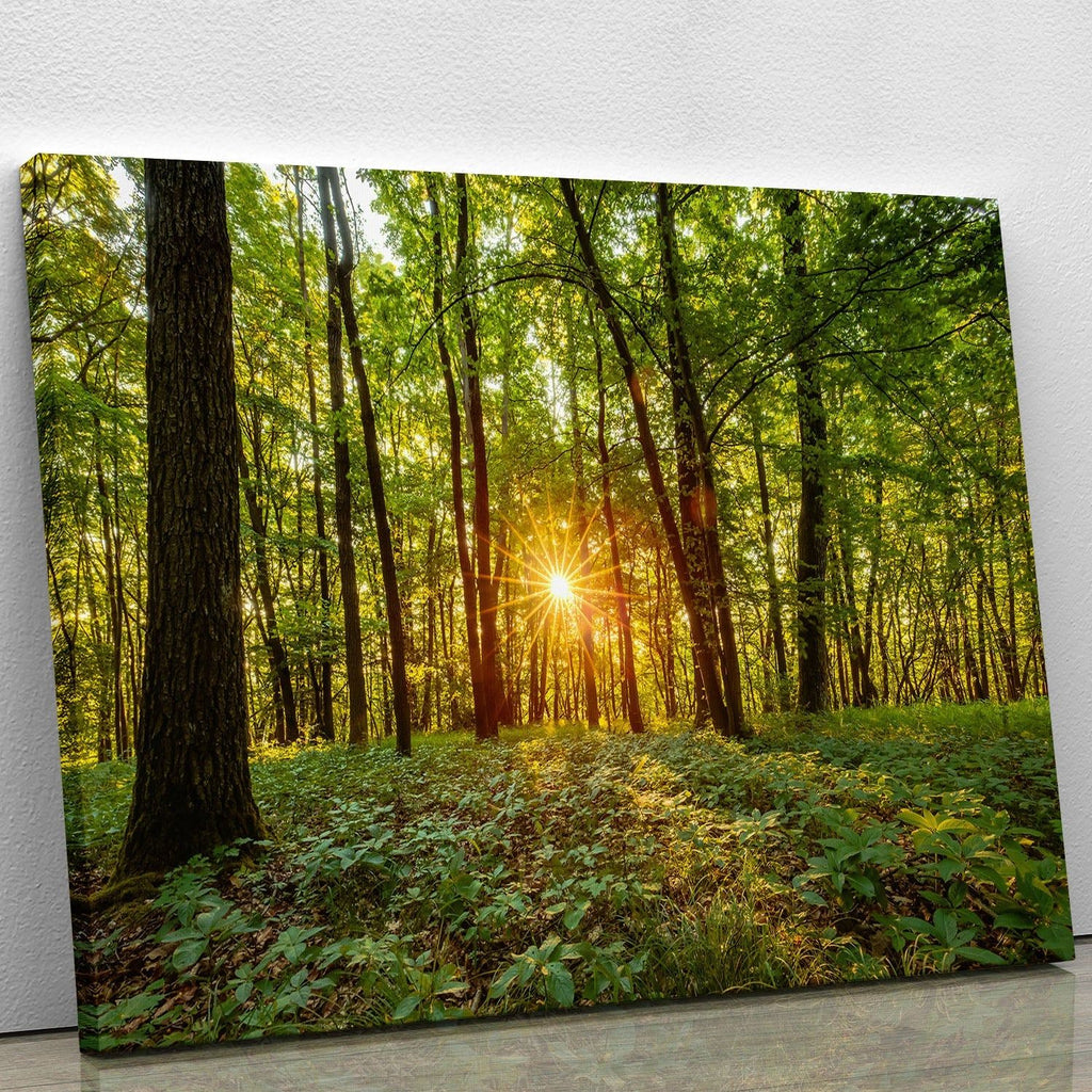 Dawn in the Forest of Bavaria Wall Art