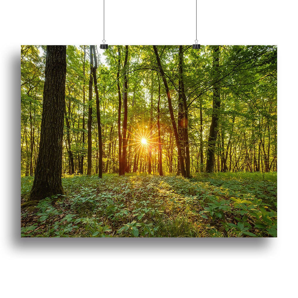 Dawn in the Forest of Bavaria Wall Art