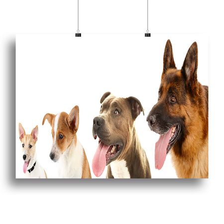 Dogs in a Row on White Wall Art