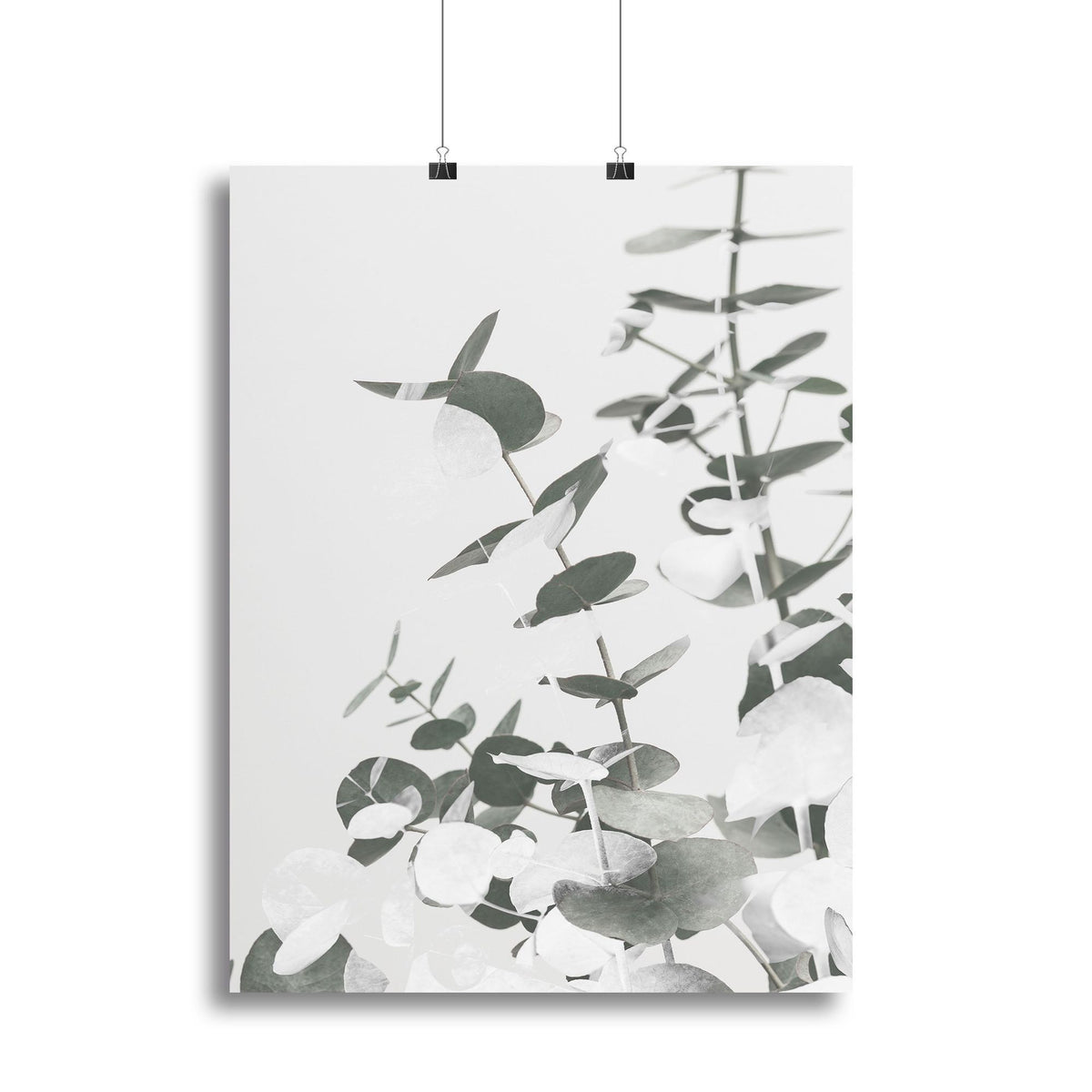 Eucalyptus Creative 10 Canvas Print or Poster