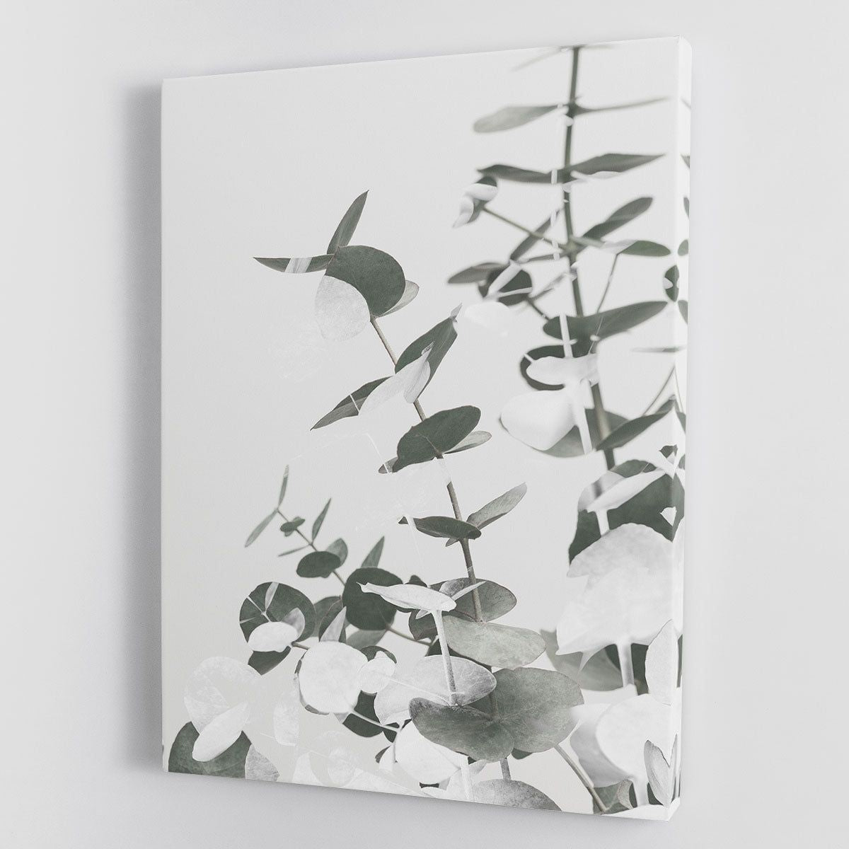 Eucalyptus Creative 10 Canvas Print or Poster