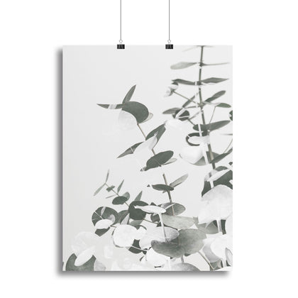 Eucalyptus Creative 10 Canvas Print or Poster