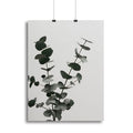 Eucalyptus Natural 04 Canvas Print or Poster