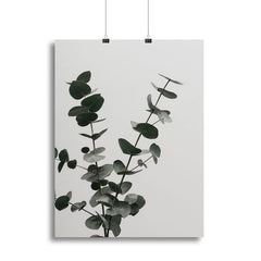 Eucalyptus Natural 04 Canvas Print or Poster