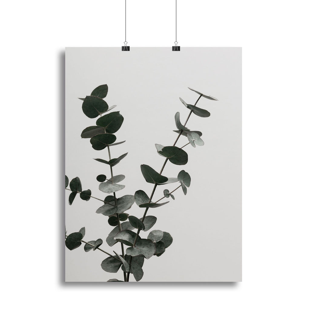 Eucalyptus Natural 04 Canvas Print or Poster