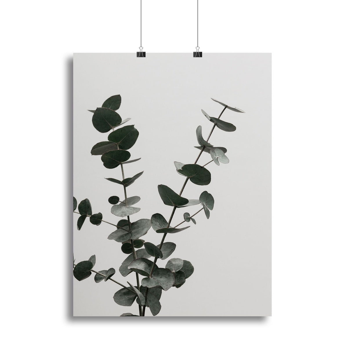 Eucalyptus Natural 04 Canvas Print or Poster