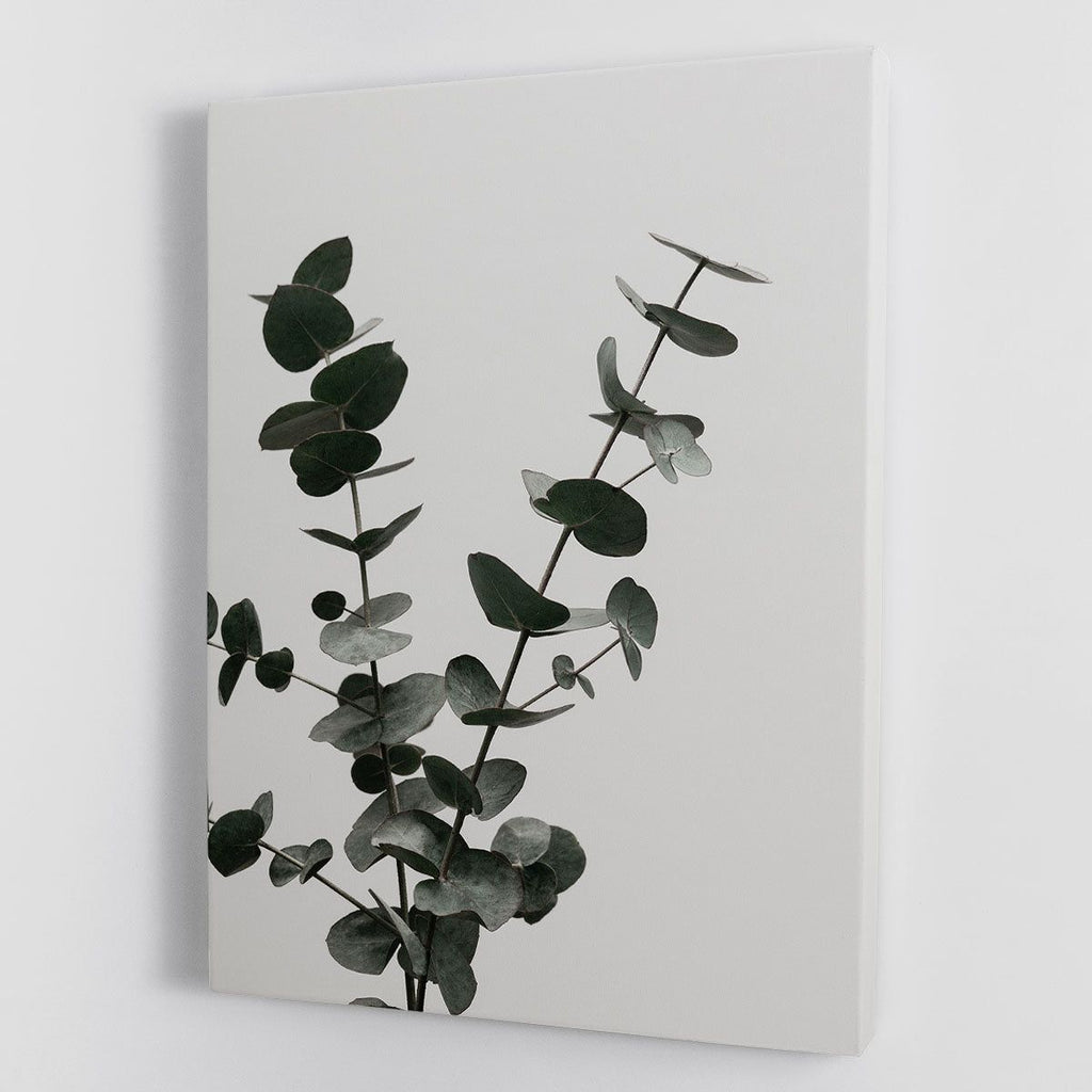 Eucalyptus Natural 04 Canvas Print or Poster