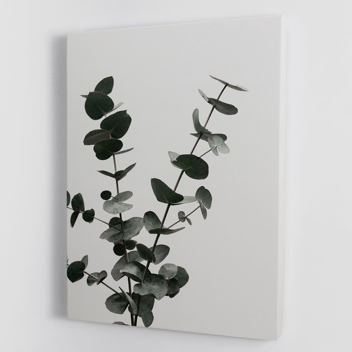 Eucalyptus Natural 04 Canvas Print or Poster