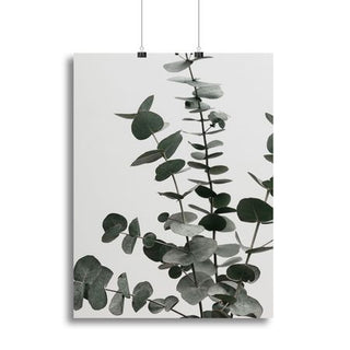 Eucalyptus Natural 07 Botanical Wall Art