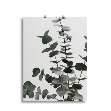 Eucalyptus Natural 07 Botanical Wall Art