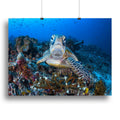 Face to Face With a Green Turtle Canvas Print – Stunning Wall Art for Any Space - 16" x 12" / 42cm x 30cm (approx) / Poster Print