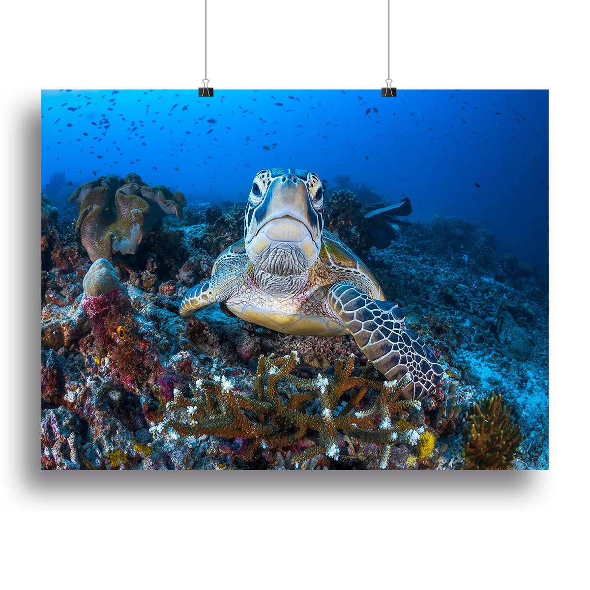 Face to Face With a Green Turtle Canvas Print – Stunning Wall Art for Any Space - 16" x 12" / 42cm x 30cm (approx) / Poster Print