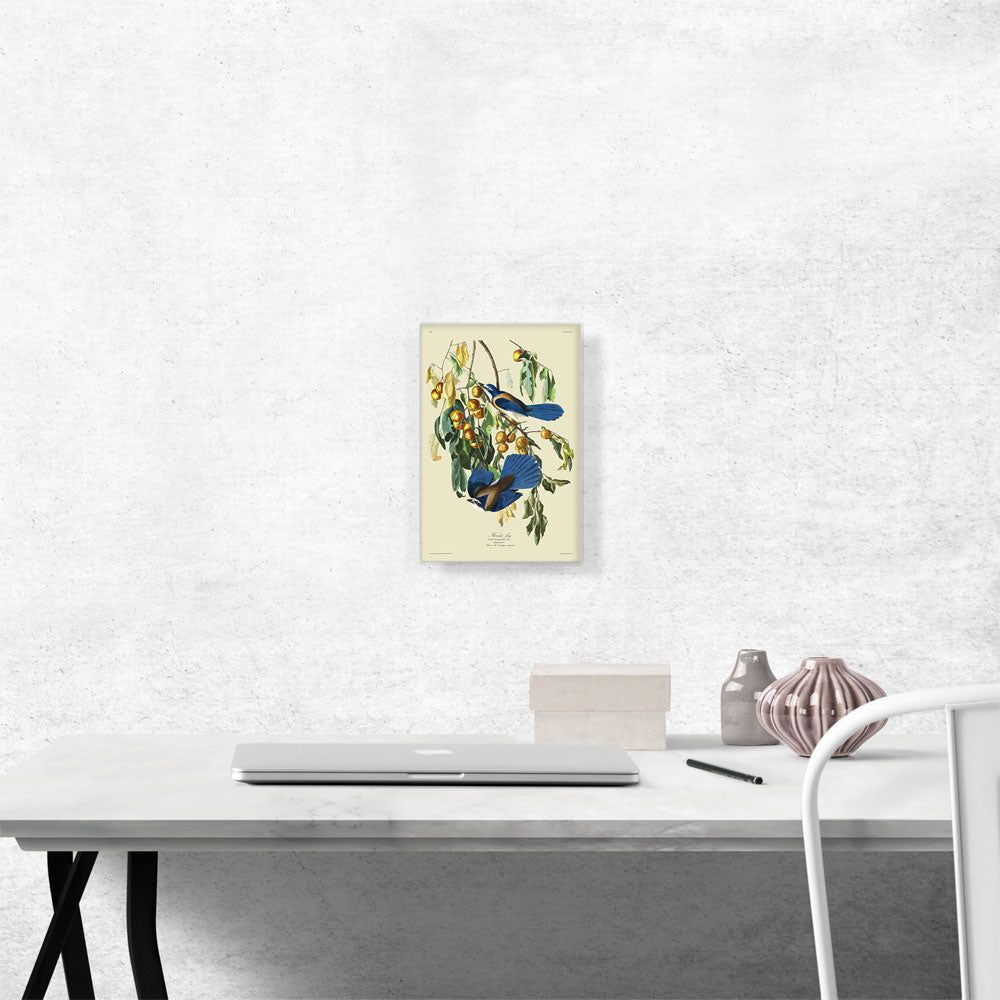 Florida Jay Canvas Wall Art