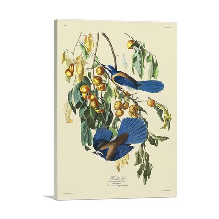 Florida Jay Canvas Wall Art