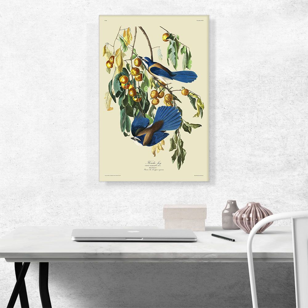 Florida Jay Canvas Wall Art